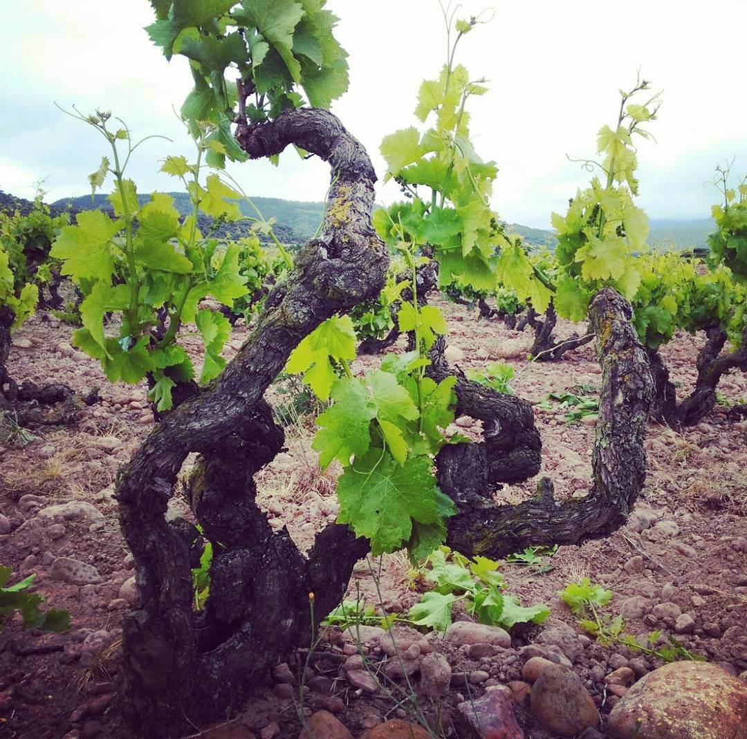 100 years old garnacha vine bodega horola